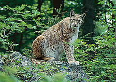 Nationalpark Bayerischer Wald in Bayern