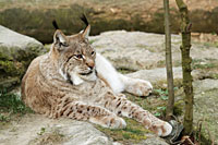 Wanderweg durch das Tierfreigelände im Nationalpark Bayerischer Wald