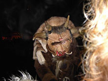 Rauhnacht Waldkirchen