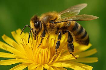 Aktivurlaub im Biohotel Bayerischer Wald